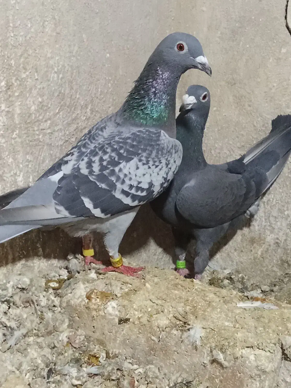 پلاکی گرفته|حیوانات|ایوان, |دیوار