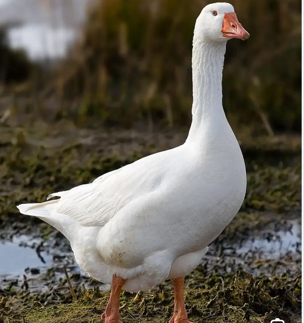 غاز|حیوانات مزرعه|جهرم, |دیوار