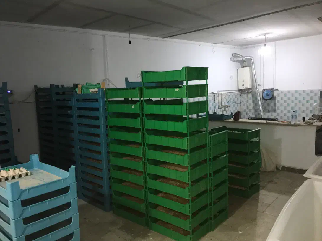 میلورم زنده و کود میلورم|خزنده|تهران, سعادت‌آباد|دیوار