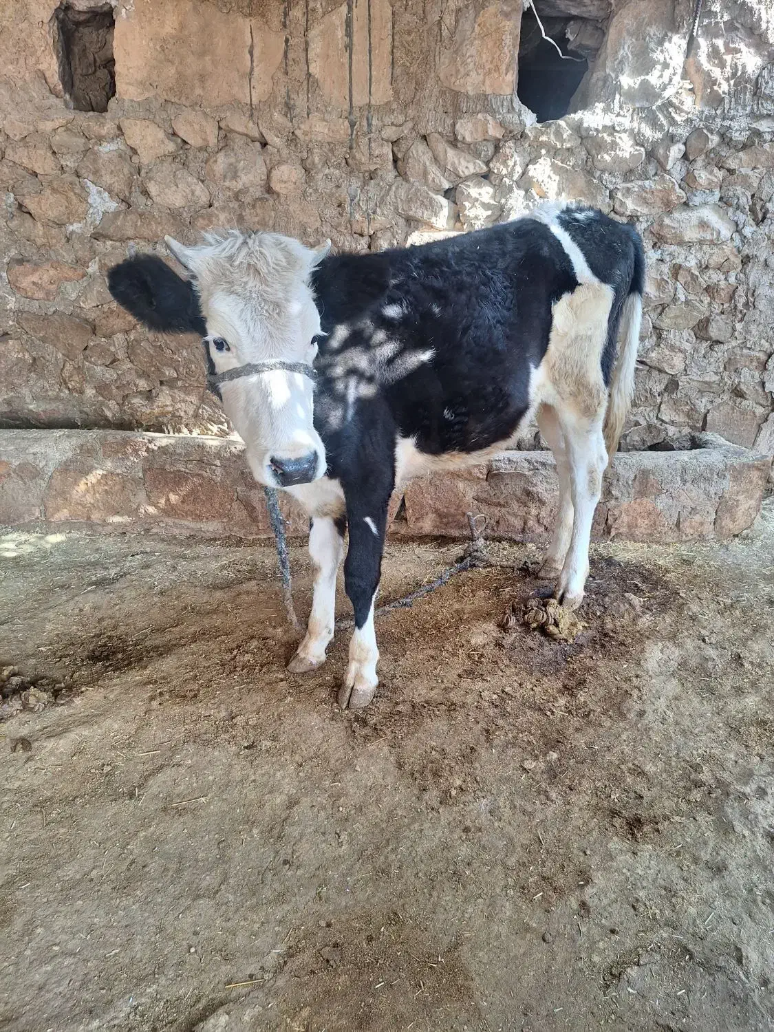 نژاد خوب هر دو ماده|حیوانات مزرعه|چرام, |دیوار