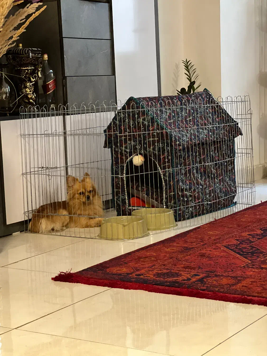 واگذاری رایگان نیست ۳۰میلیون|سگ|رشت, آب و برق|دیوار