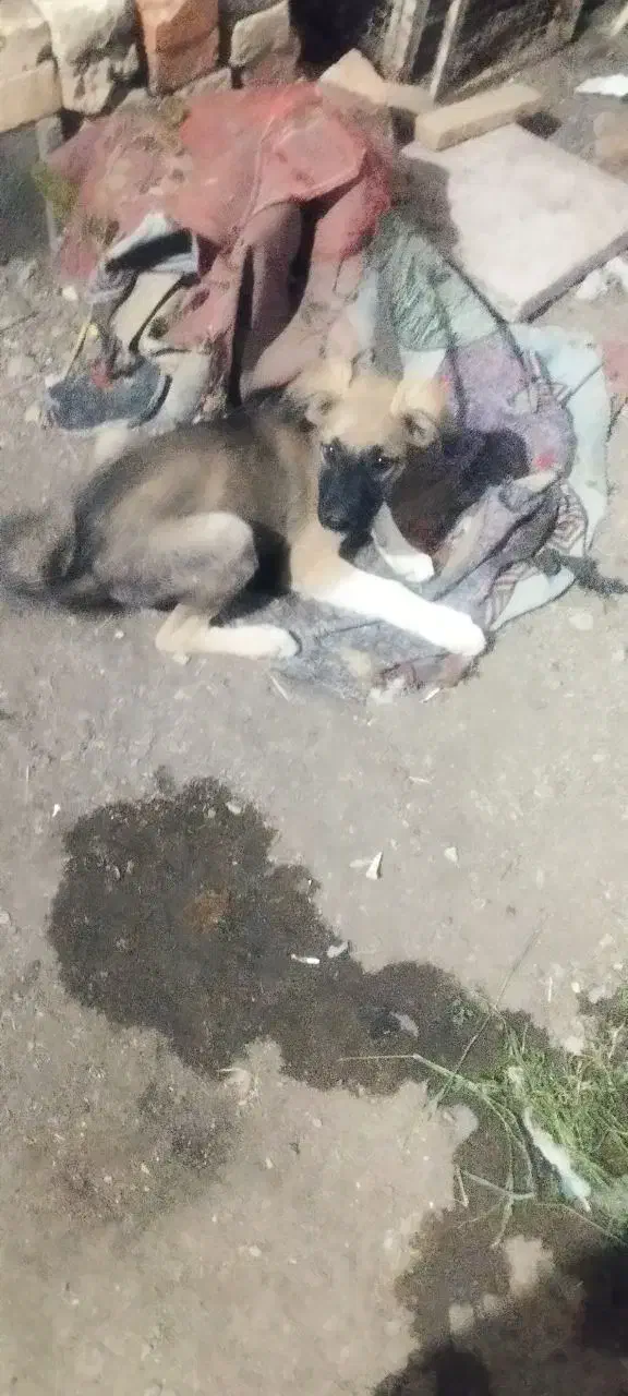 توله سگ|سگ|زاهدان, |دیوار