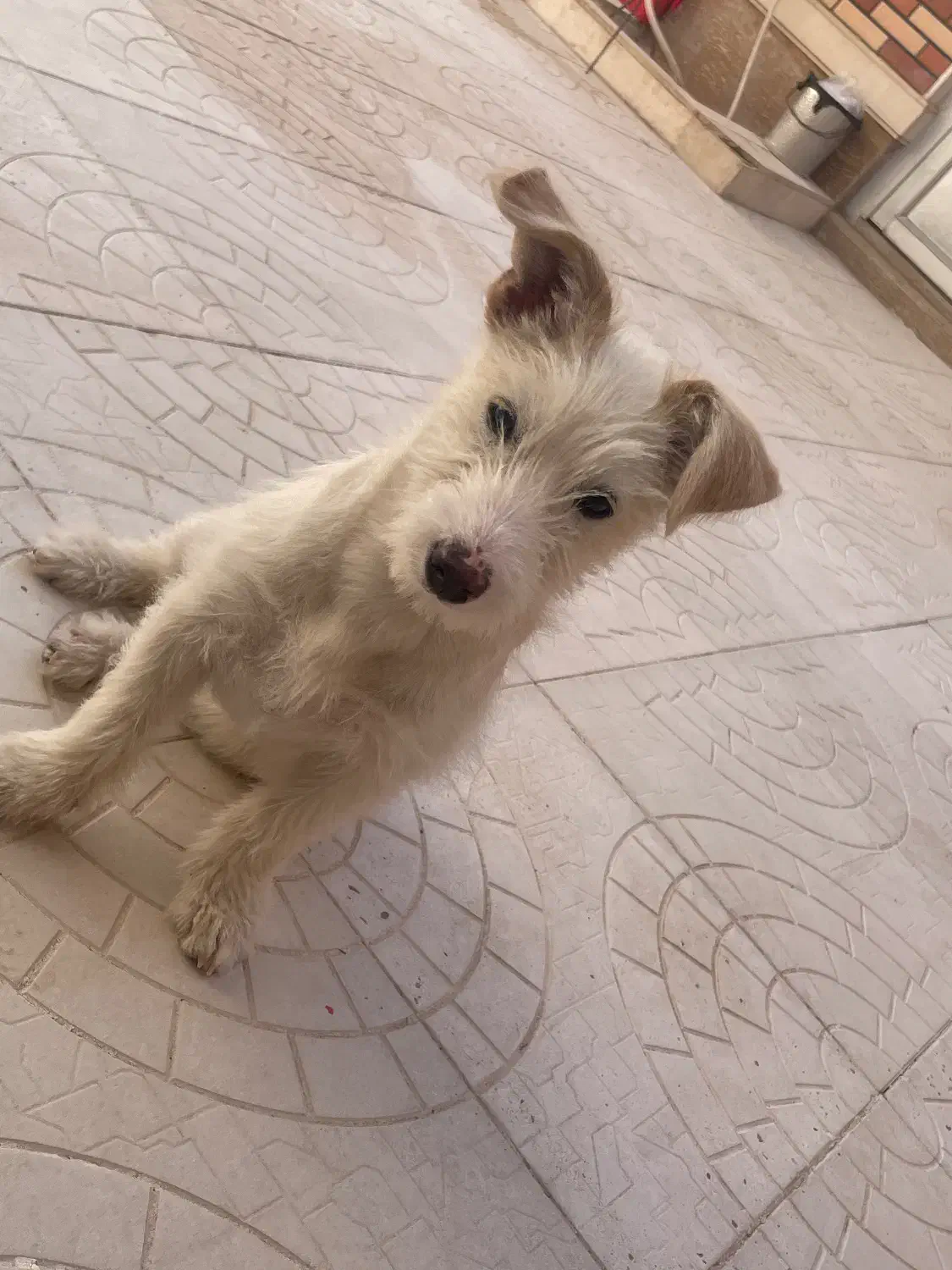 سگ خانگی|سگ|قائن, |دیوار