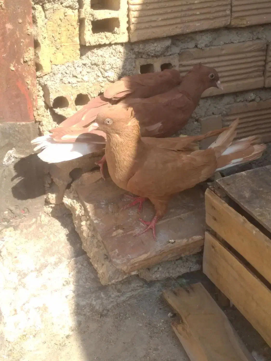 کفشناکاصلی|کیف، کفش، کمربند|ایذه, |دیوار