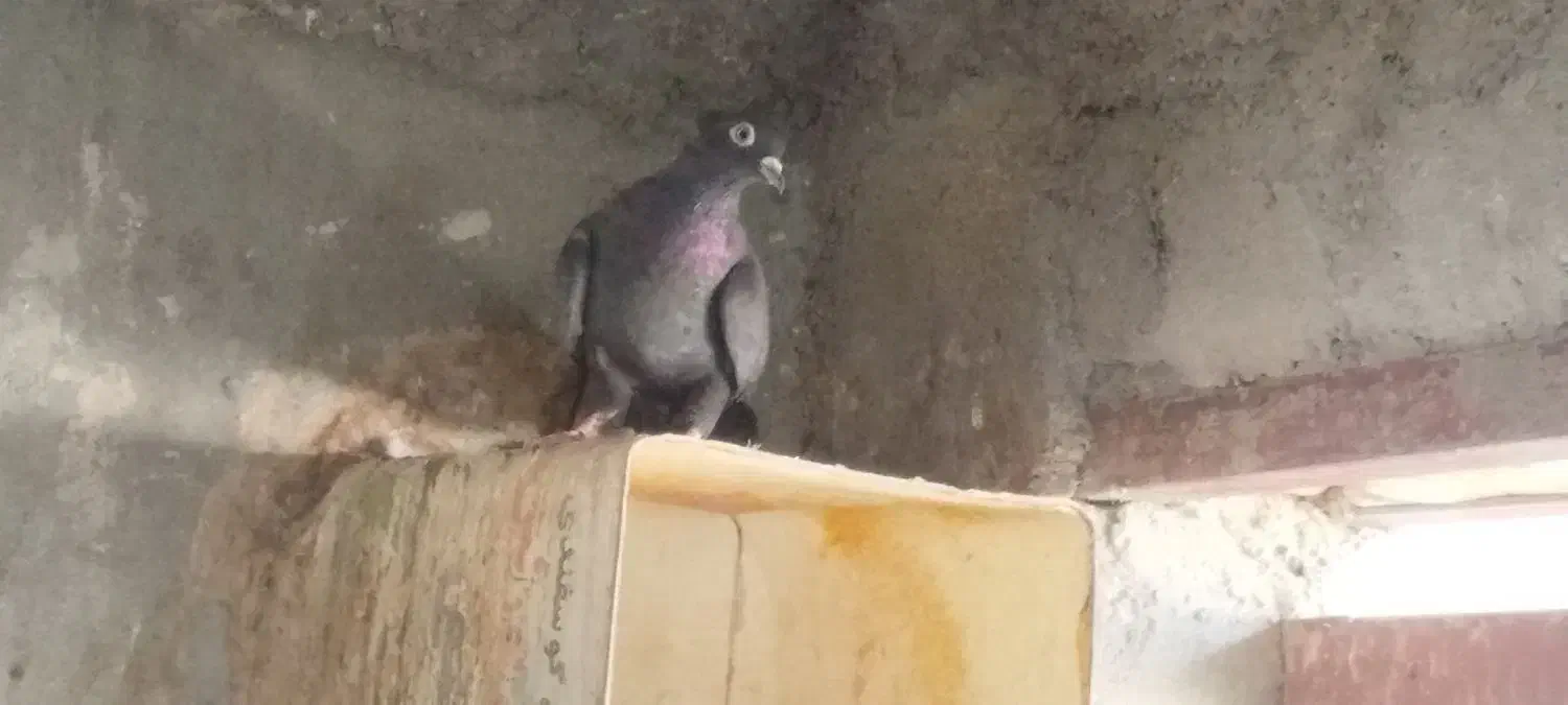 کفتر(کبوتر)|پرنده|بافق, |دیوار