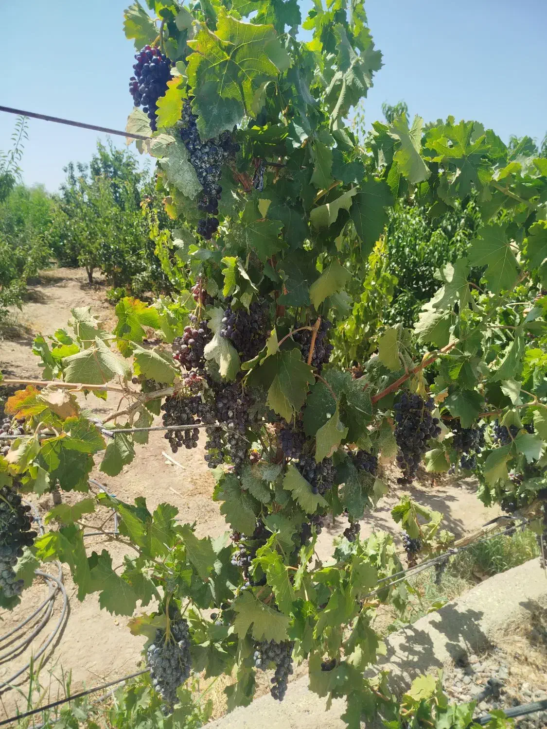 فروش باغ ویلایی باسند6دانگ|فروش دفتر صنعتی، کشاورزی، تجاری|شبستر, |دیوار