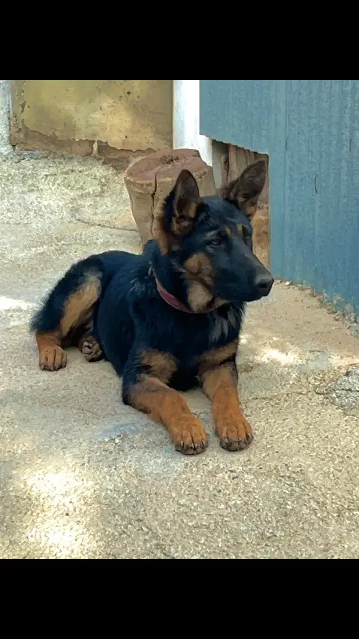 سگ ژرمن|سگ|شیروان (خراسان), |دیوار