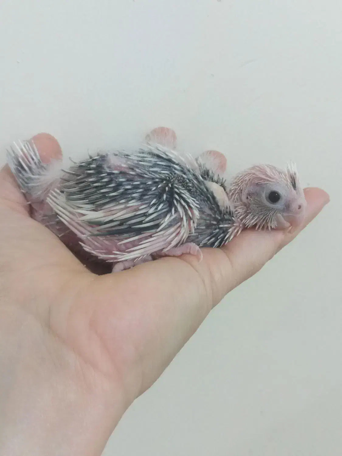 جوجه عروس هلندی سرلاکی - شهرک ولیعصر|پرنده|تهران, شهید رجایی|دیوار