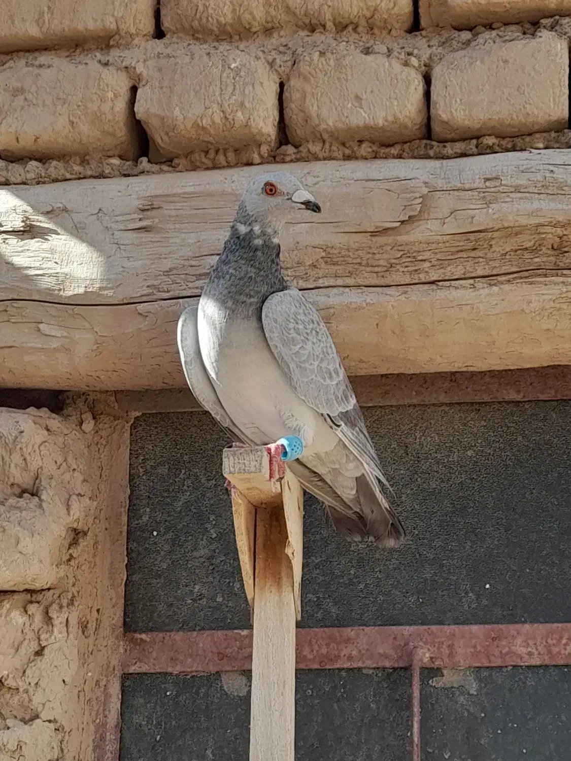 کبوتر|پرنده|شیبکوه (فارس), |دیوار
