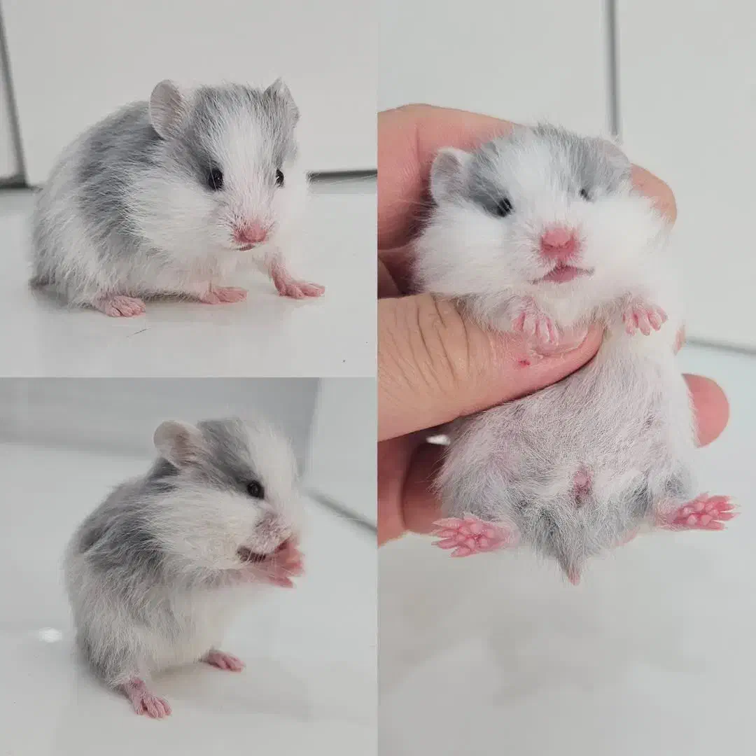 همستر|موش و خرگوش|بهبهان, |دیوار