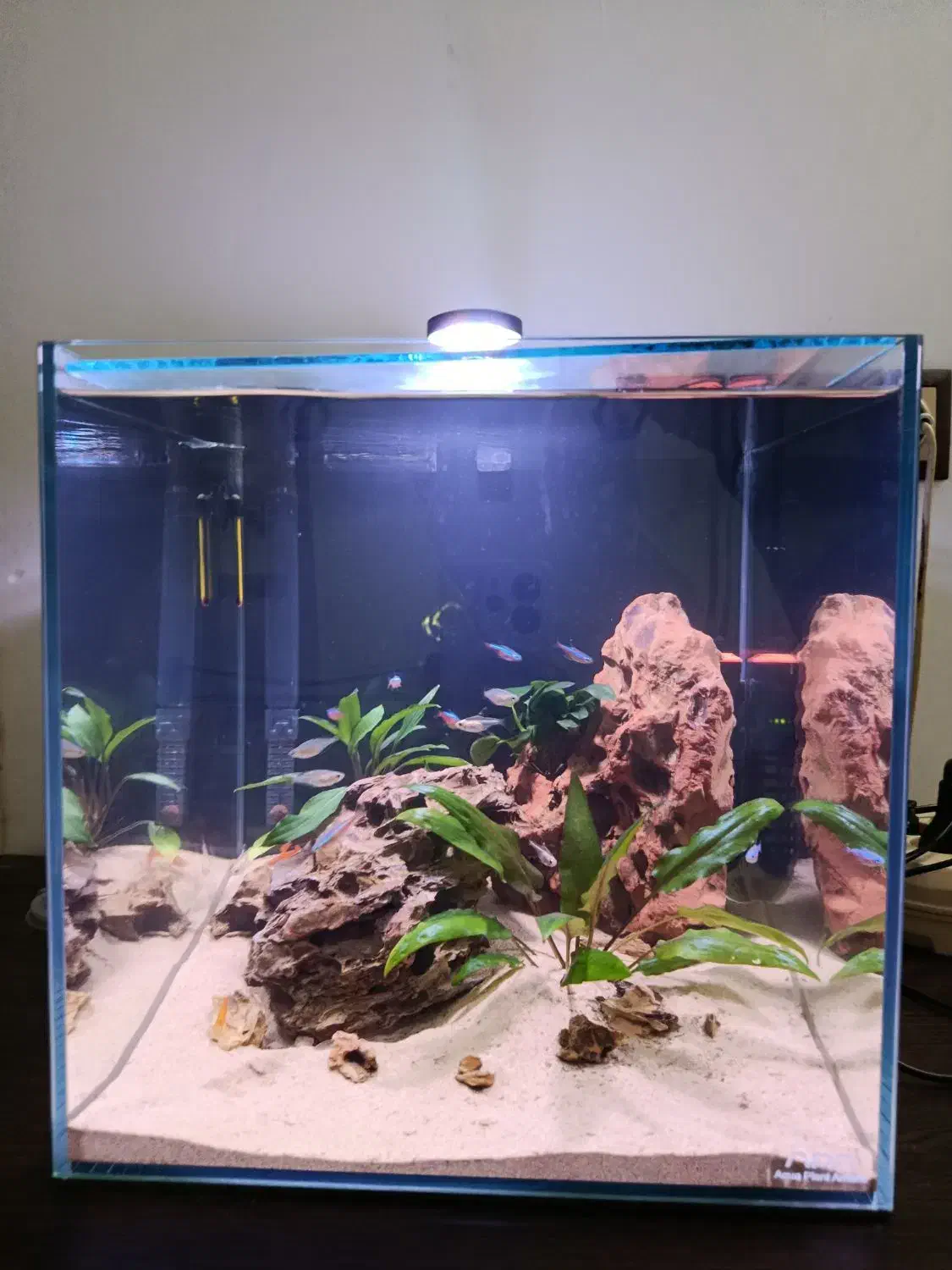 آکواریوم رومیزی برند apa|ماهی|نی‌ریز, |دیوار