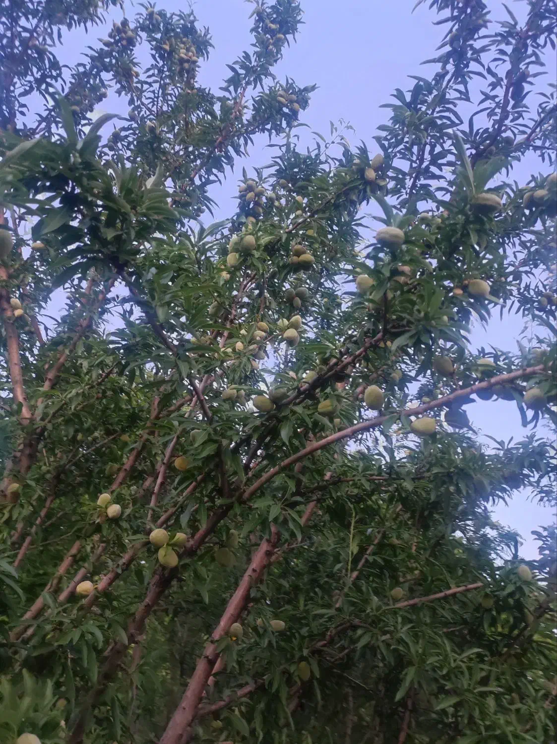 باغ 4200 متری سند تک برگ|فروش زمین و ملک کلنگی|تهران, شهرک فرهنگیان|دیوار