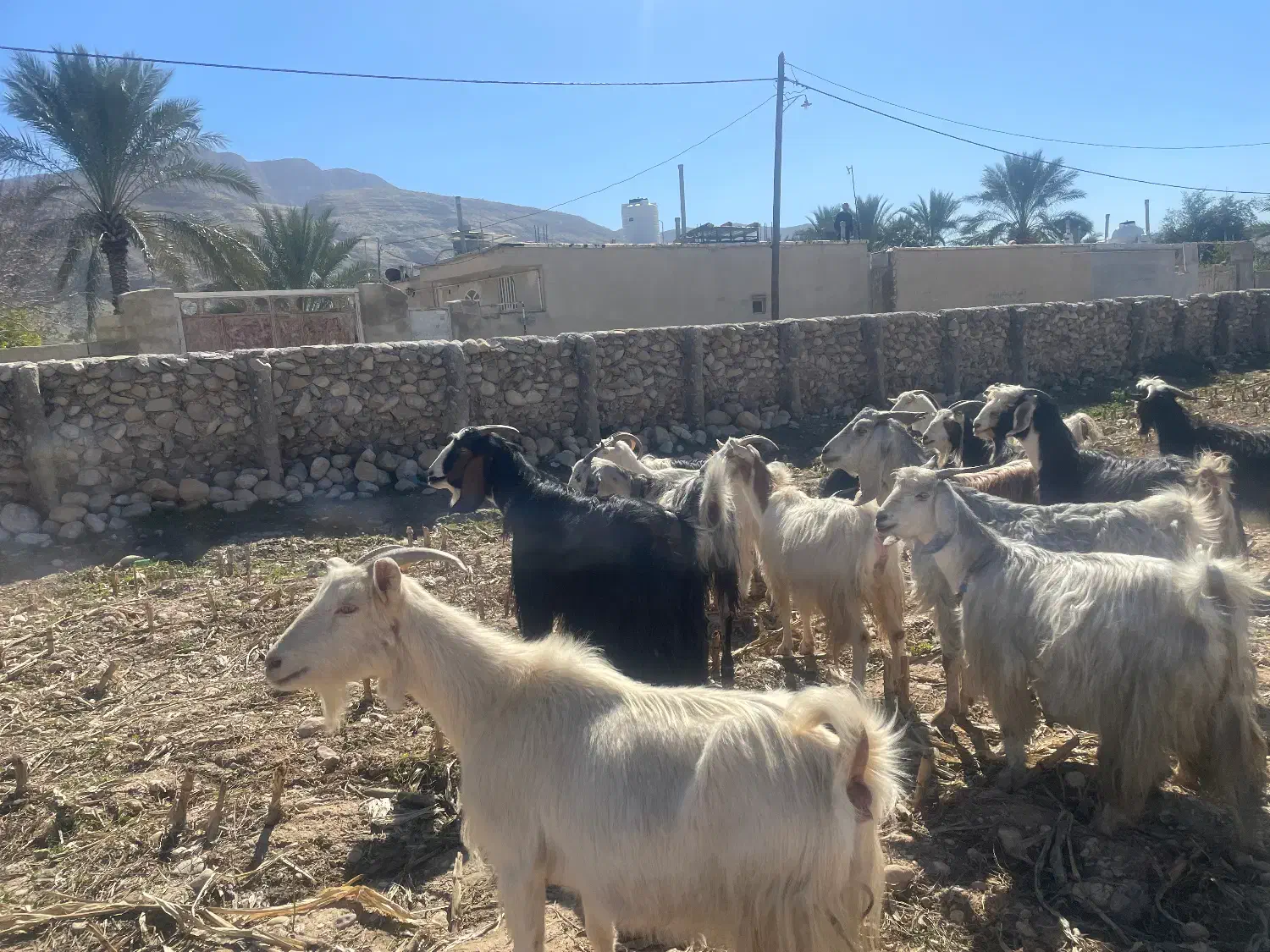 ۲۰ راس بز آبستن|حیوانات مزرعه|کازرون, |دیوار