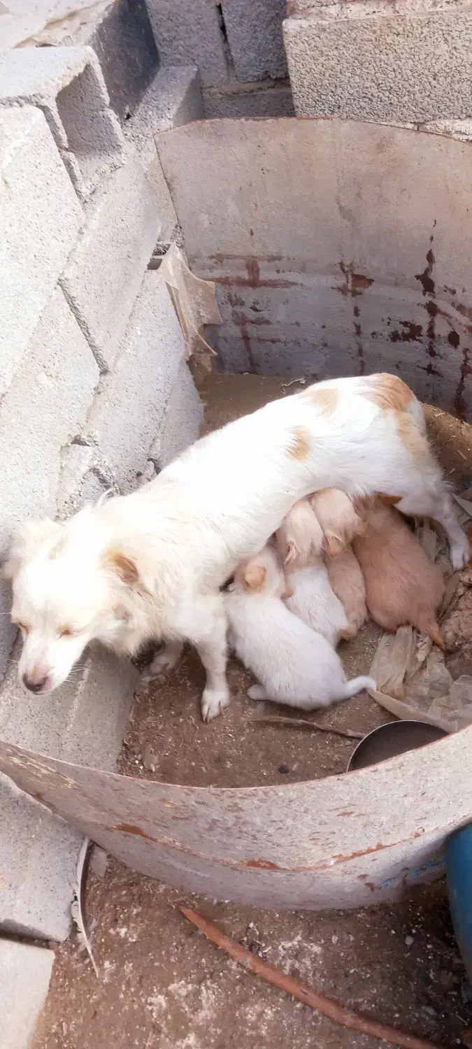 اشپیتز|سگ|گرگان, |دیوار