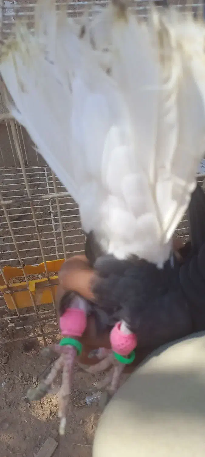 مصیرغیزانیه|پرنده|اهواز, منازل کارون|دیوار