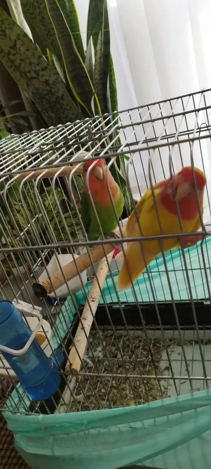 پرنده طوطی برزیلی|پرنده|ساری, |دیوار