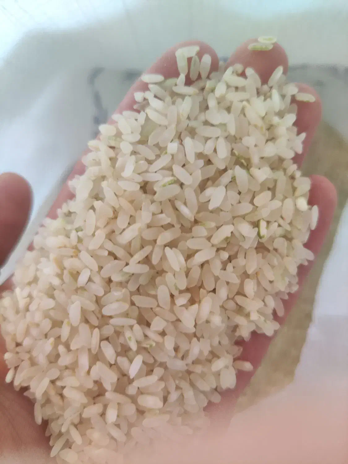 برنج کامفیروزی|خوردنی و آشامیدنی|شیراز, فاضل|دیوار