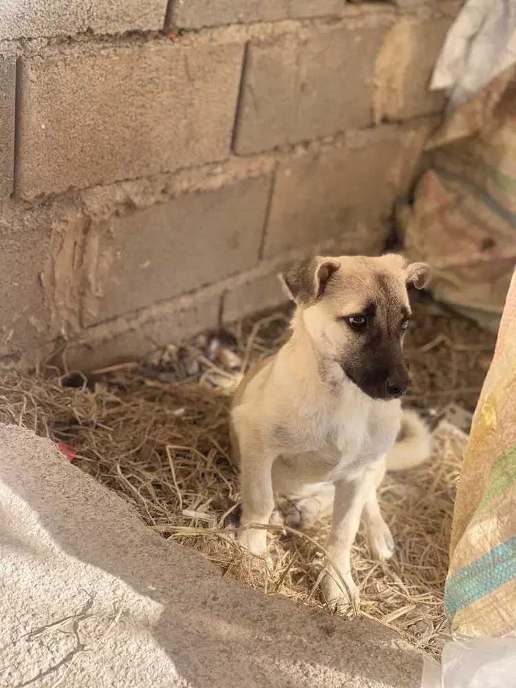 سگ پاکوتاه مفت مفت|سگ|سنگدوین, |دیوار