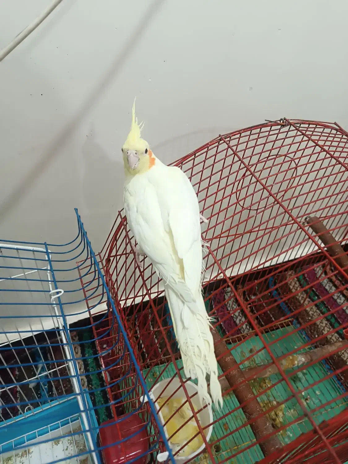 عروس هلندی گمشده|پرنده|شوشتر, |دیوار