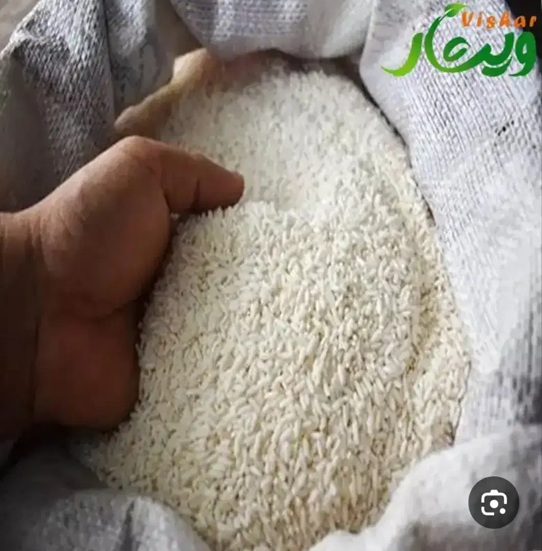 برنج درجه یک از شالیزارهای شهر ینقاق|خوردنی و آشامیدنی|گالیکش, |دیوار