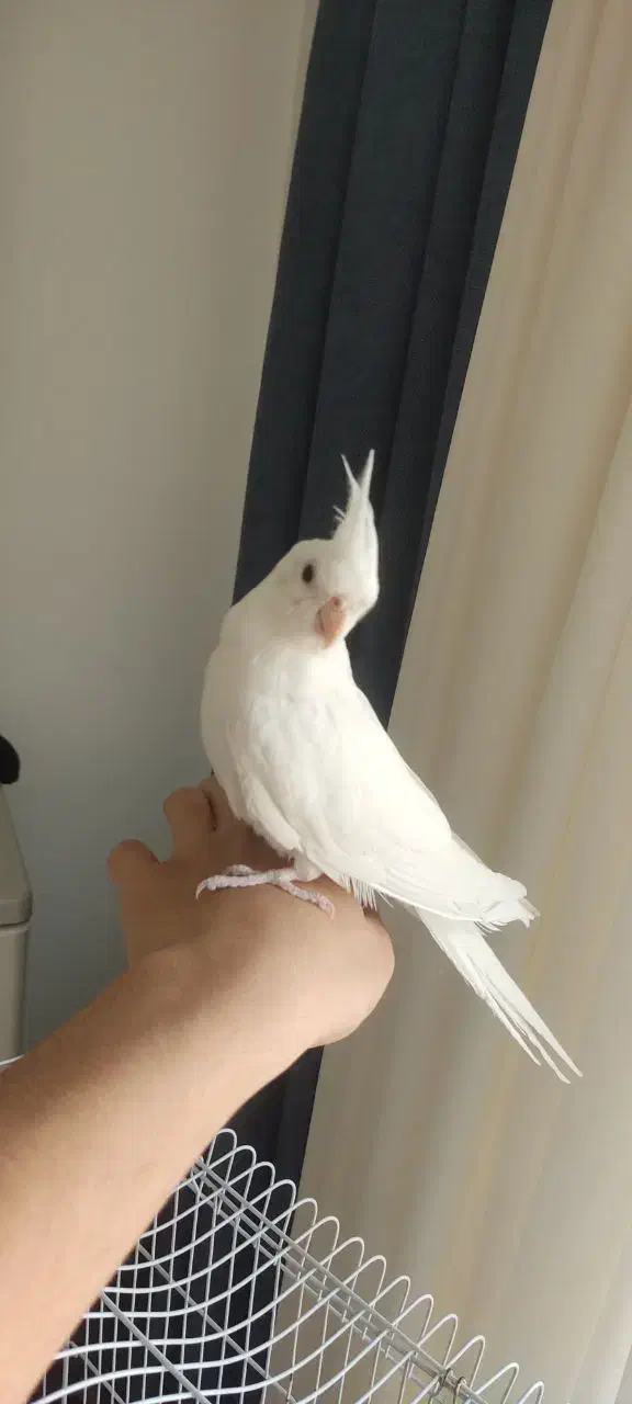 عروس آلبینو|پرنده|تهران, دولاب|دیوار