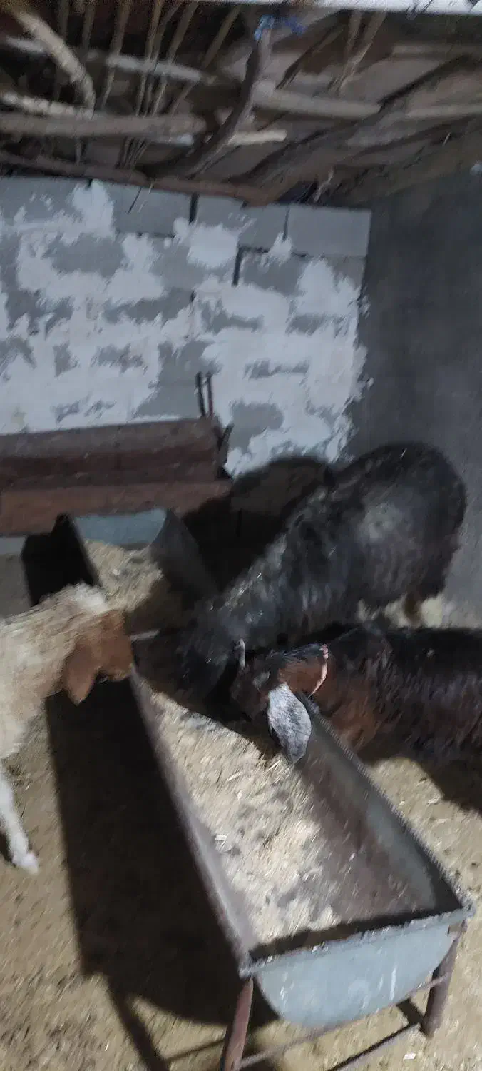 شک نزاییده ۴شیره و تکه داشتی|حیوانات مزرعه|آبدانان, |دیوار