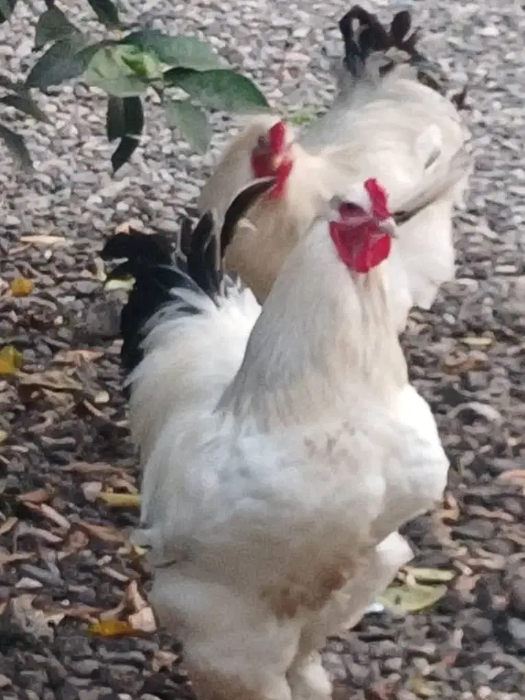 مرغ وخروس برهما|حیوانات مزرعه|رانکوه, |دیوار