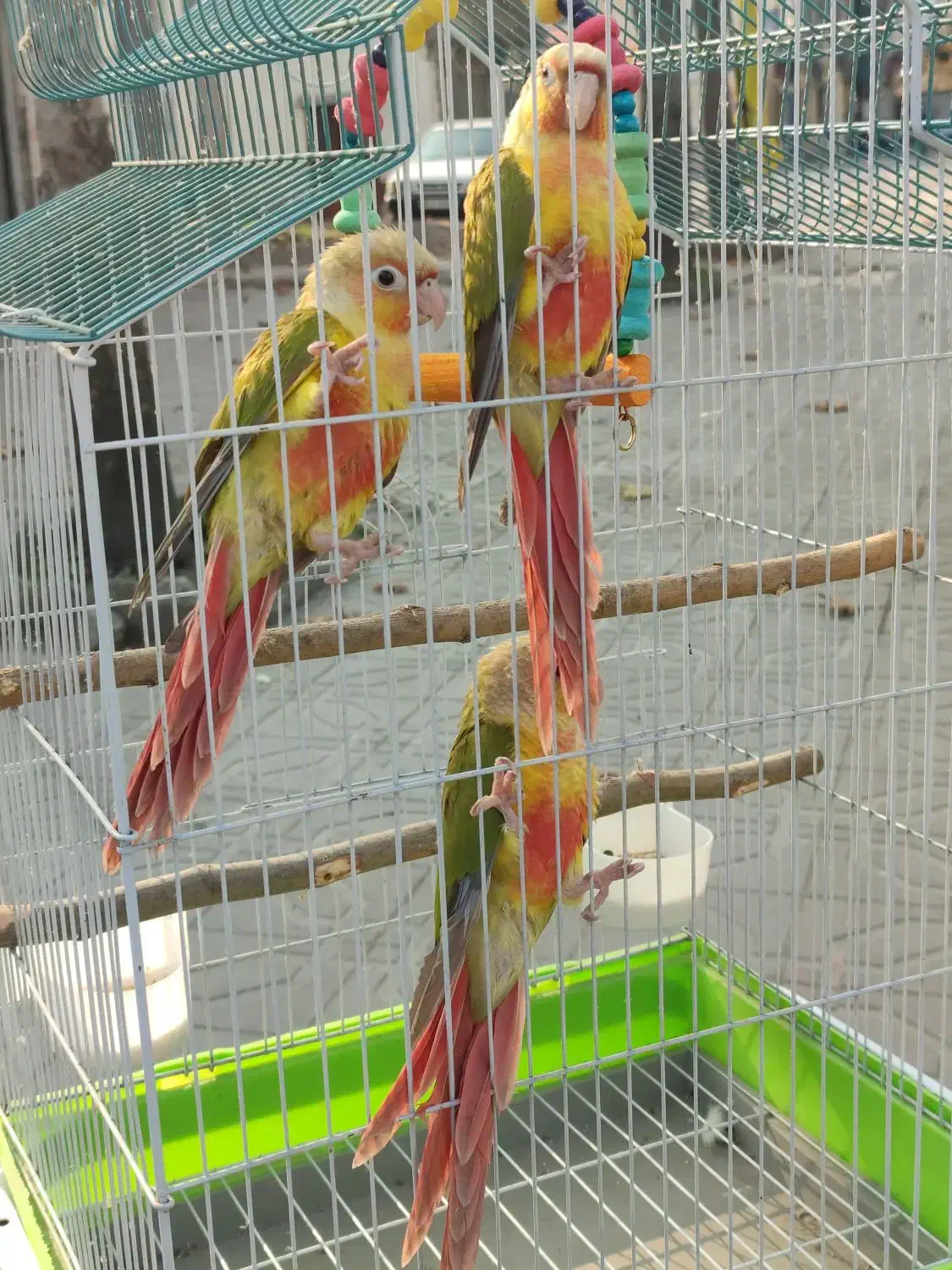 جوجه گرینچیک آناناسی دبل رد و ملنگو|پرنده|رشت, گلسار|دیوار