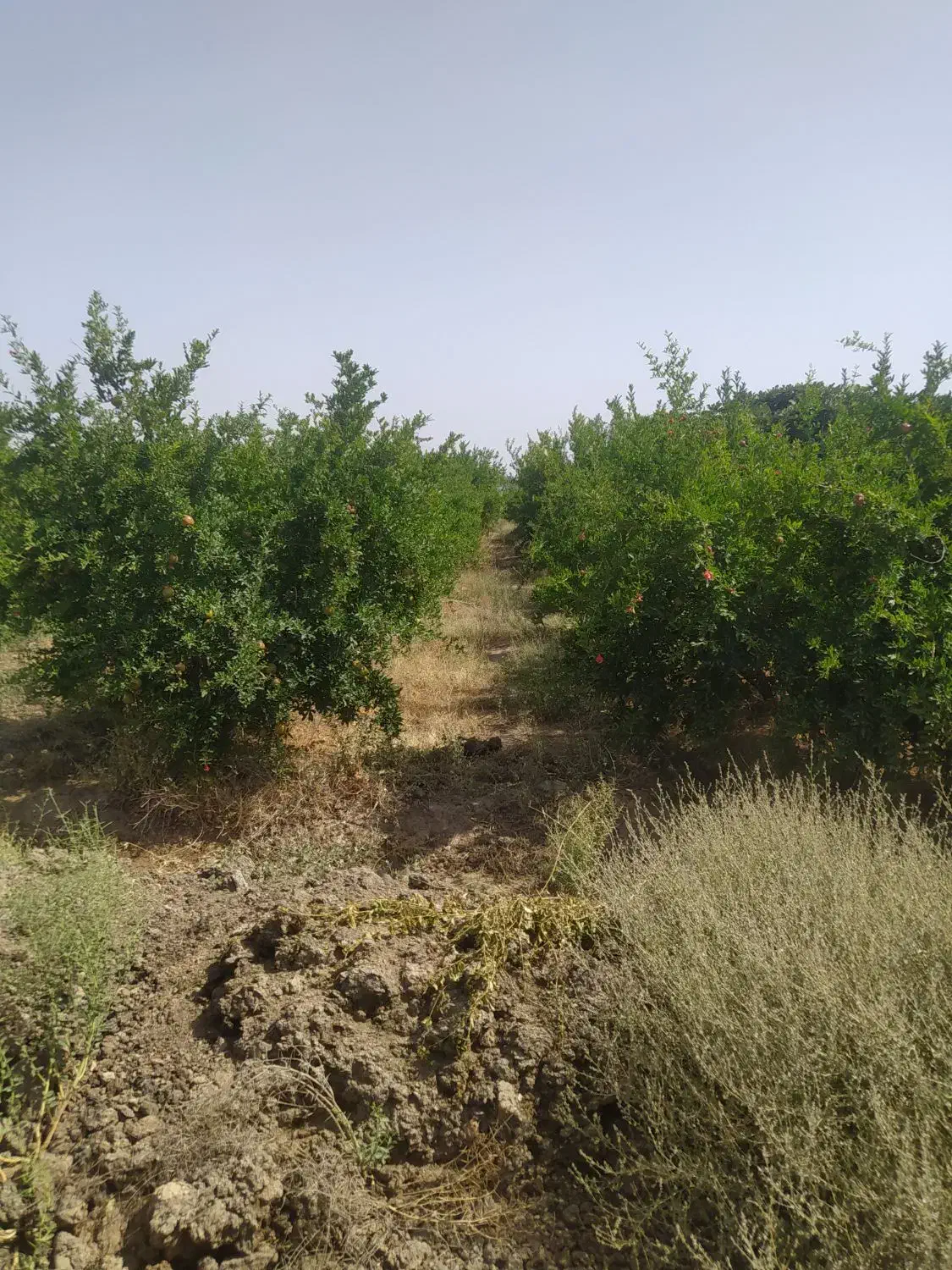 زمین کشاورزی .باغ و گلخانه فعال.|فروش دفتر صنعتی، کشاورزی، تجاری|ساوه, |دیوار