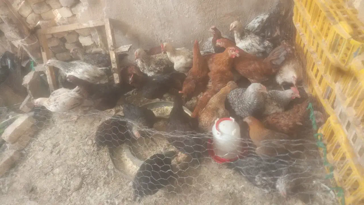 فروش مرغ گوشتی|حیوانات مزرعه|لردگان, |دیوار