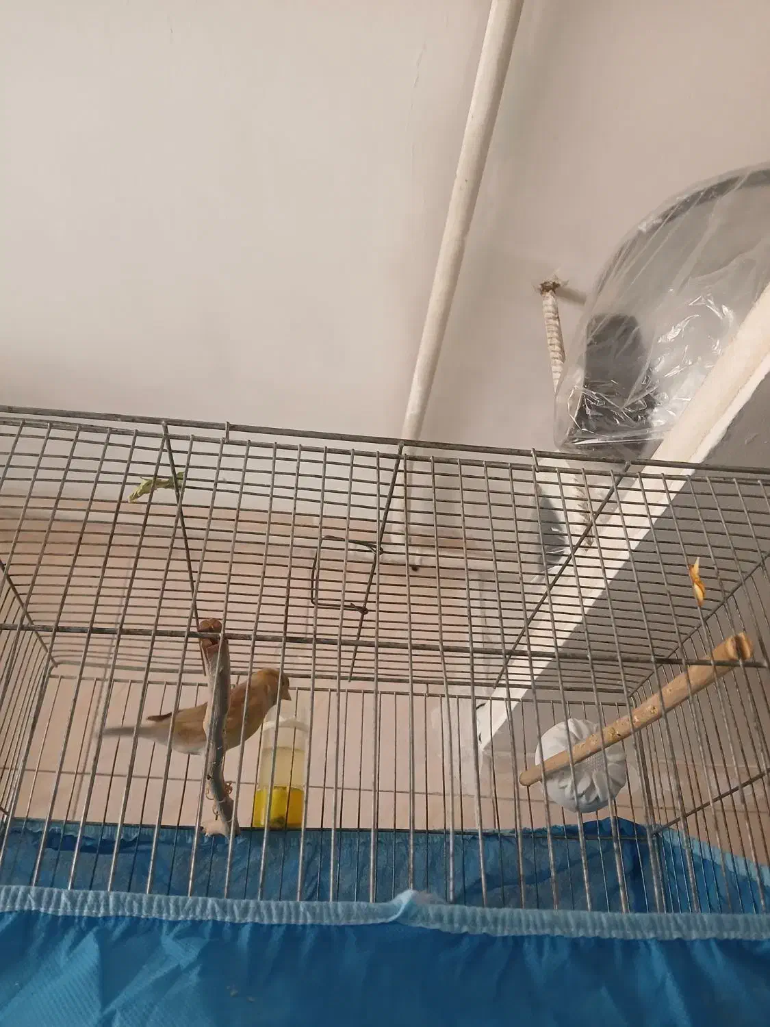 قناری نر ریزه خوان سالم|پرنده|قزوین, |دیوار