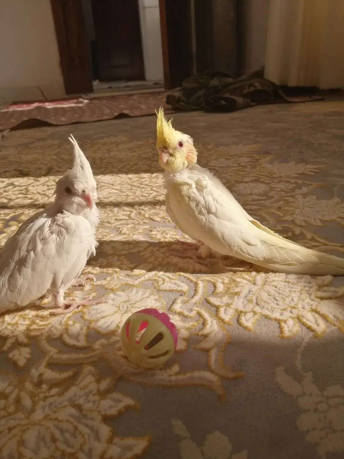 عروس هلندی|پرنده|رشتخوار, |دیوار