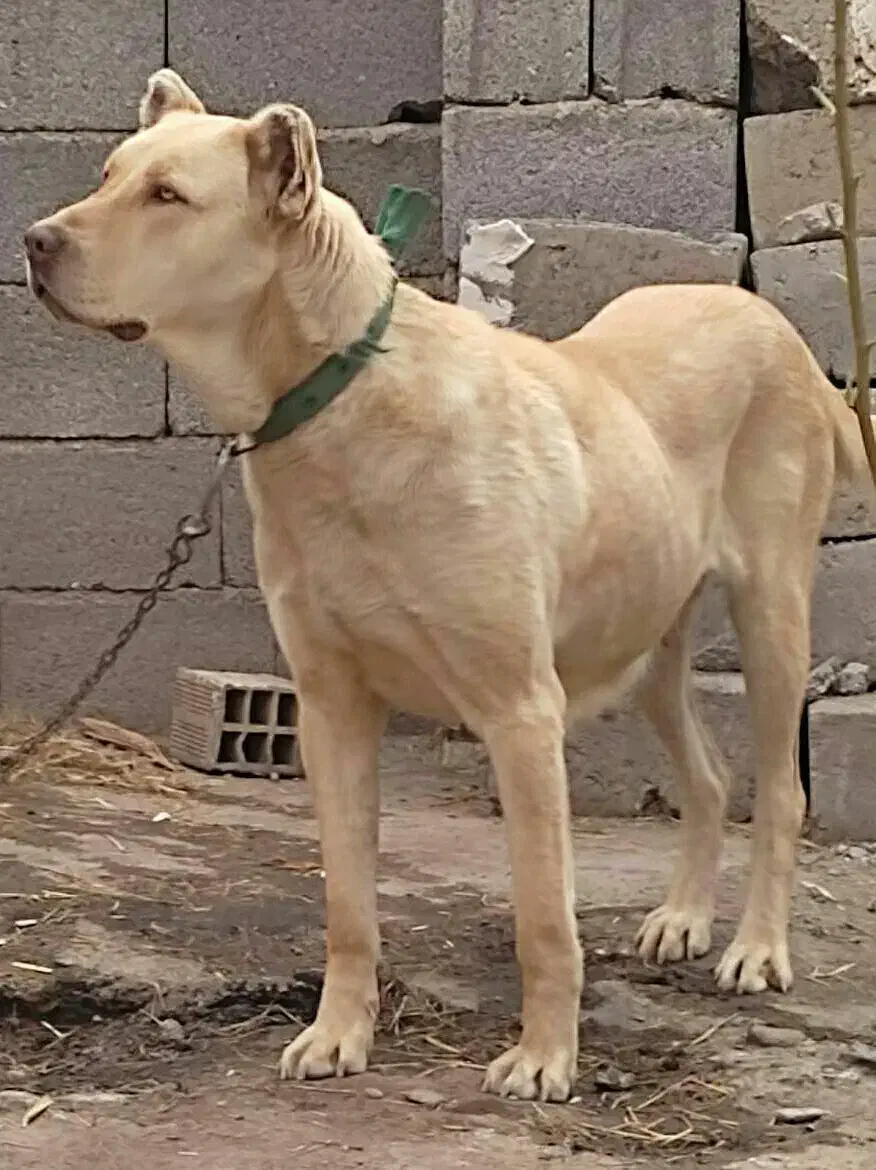 سگ ماده سرابی|سگ|کندوان, |دیوار