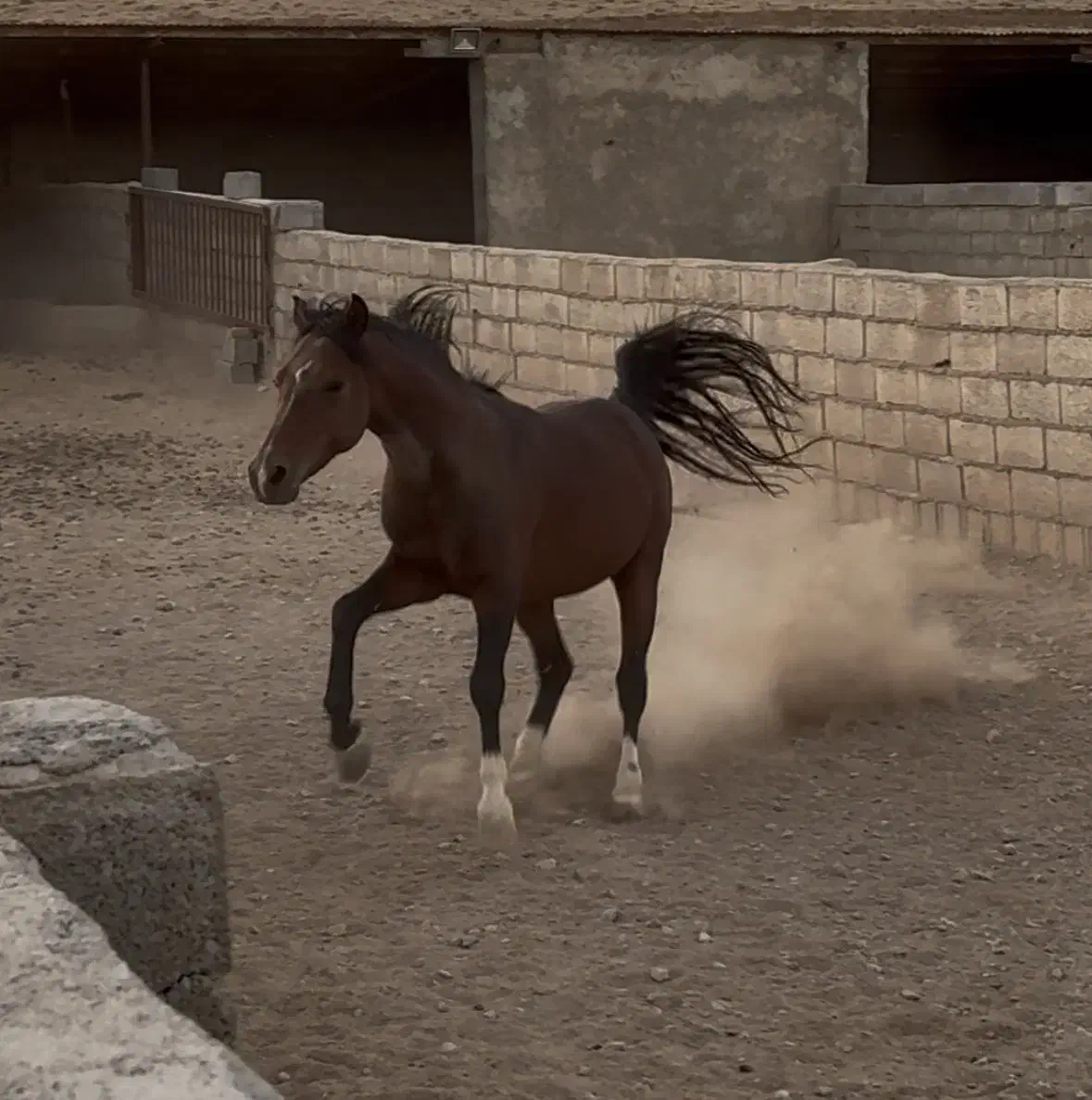 اسب با مدارک و میکروچیپ قیمت مناسب|اسب و تجهیزات اسبسواری|شهرکرد, |دیوار