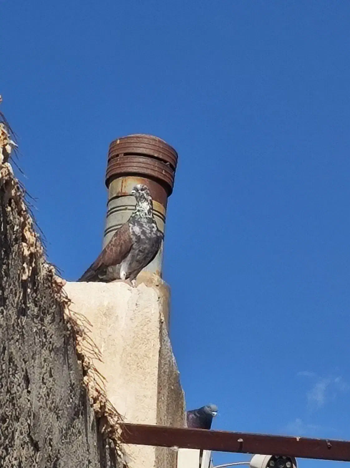 کفترفروشی|پرنده|یزد, |دیوار