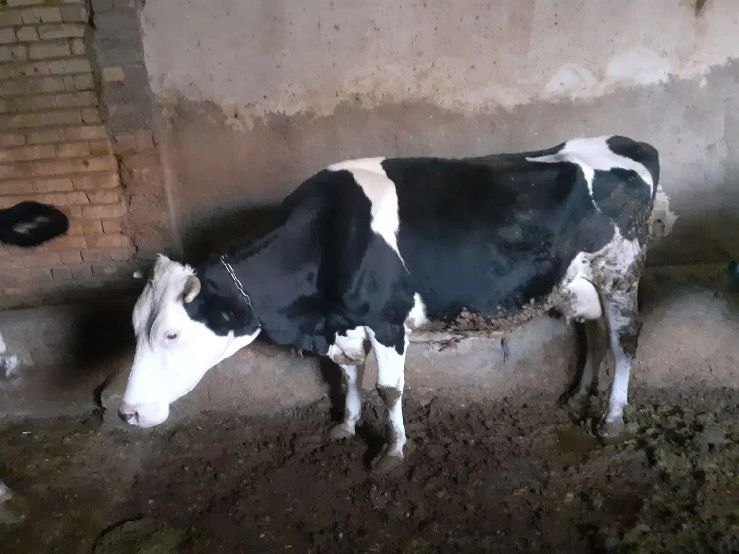 گاو|حیوانات مزرعه|فارسان, |دیوار