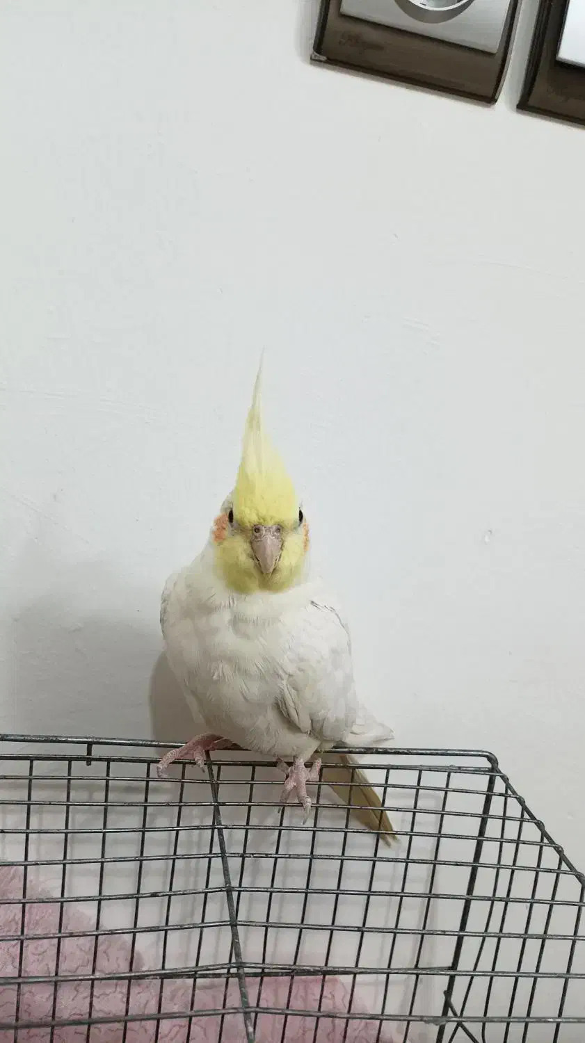 عروس هلندی ماده لوتینو|پرنده|آمل, |دیوار