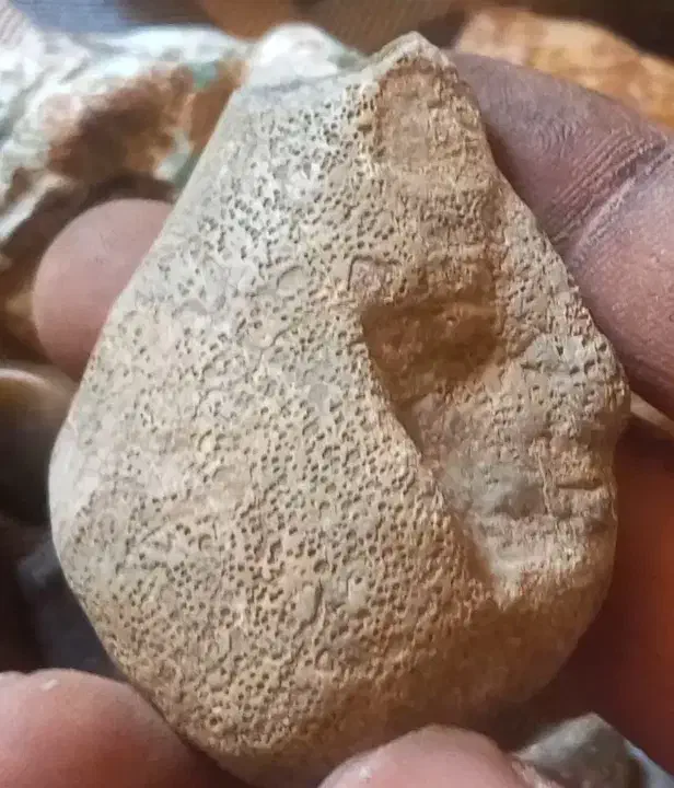 فسیل مرجان|کلکسیون اشیاء عتیقه|مبارکه, |دیوار