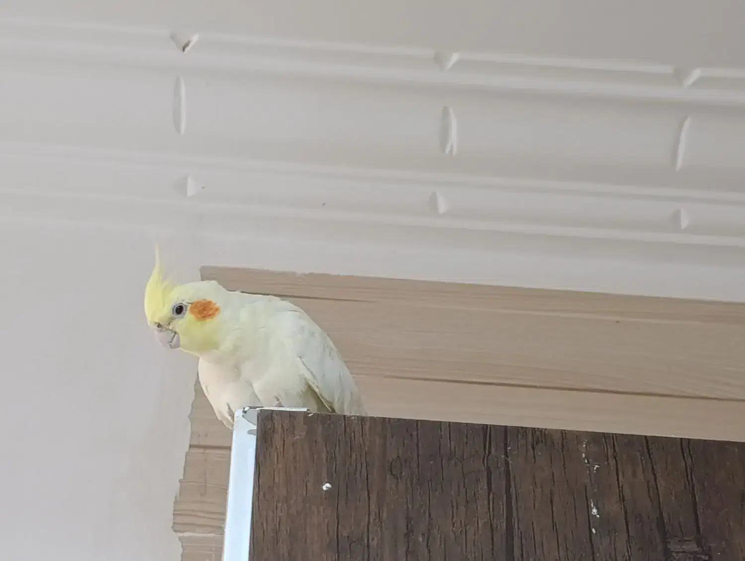 عروس هلندی دستی|پرنده|سپیدان, |دیوار