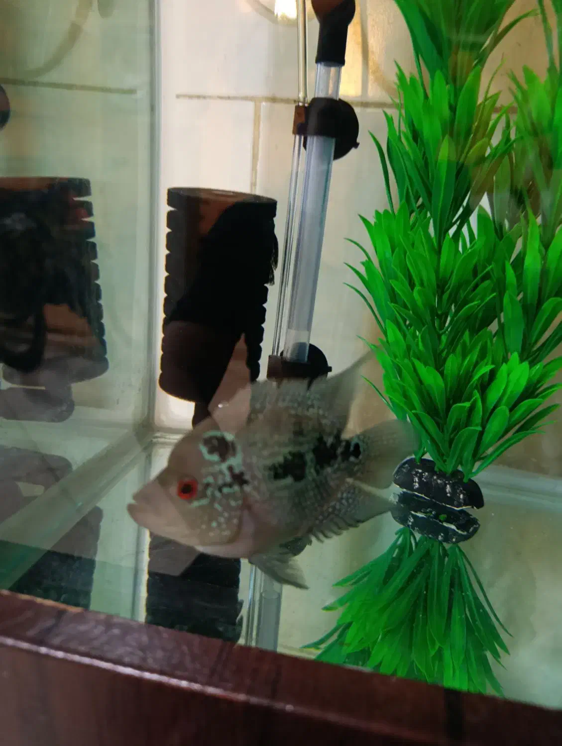 ماهی|ماهی|هشتگرد, مدرس|دیوار