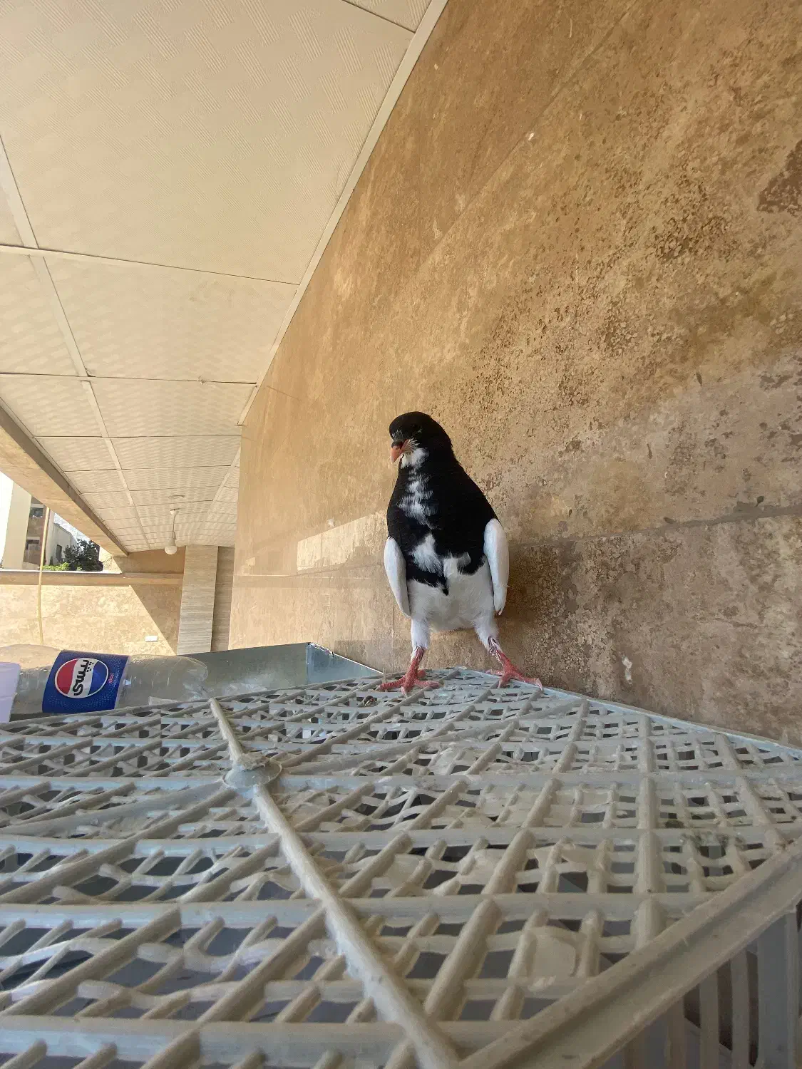 یال سیاه یخه درویشی|پرنده|شیراز, دشت چنار|دیوار