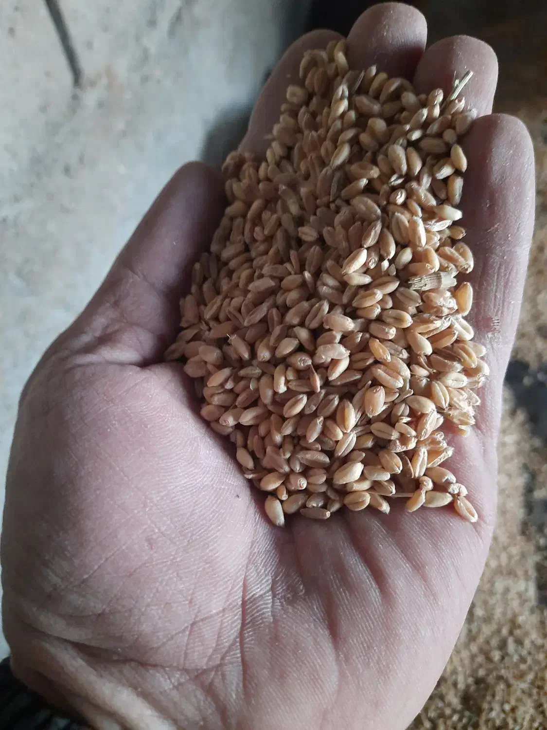 گندم‌پیشگام|عمده‌فروشی|مشهد, رباط طرق|دیوار