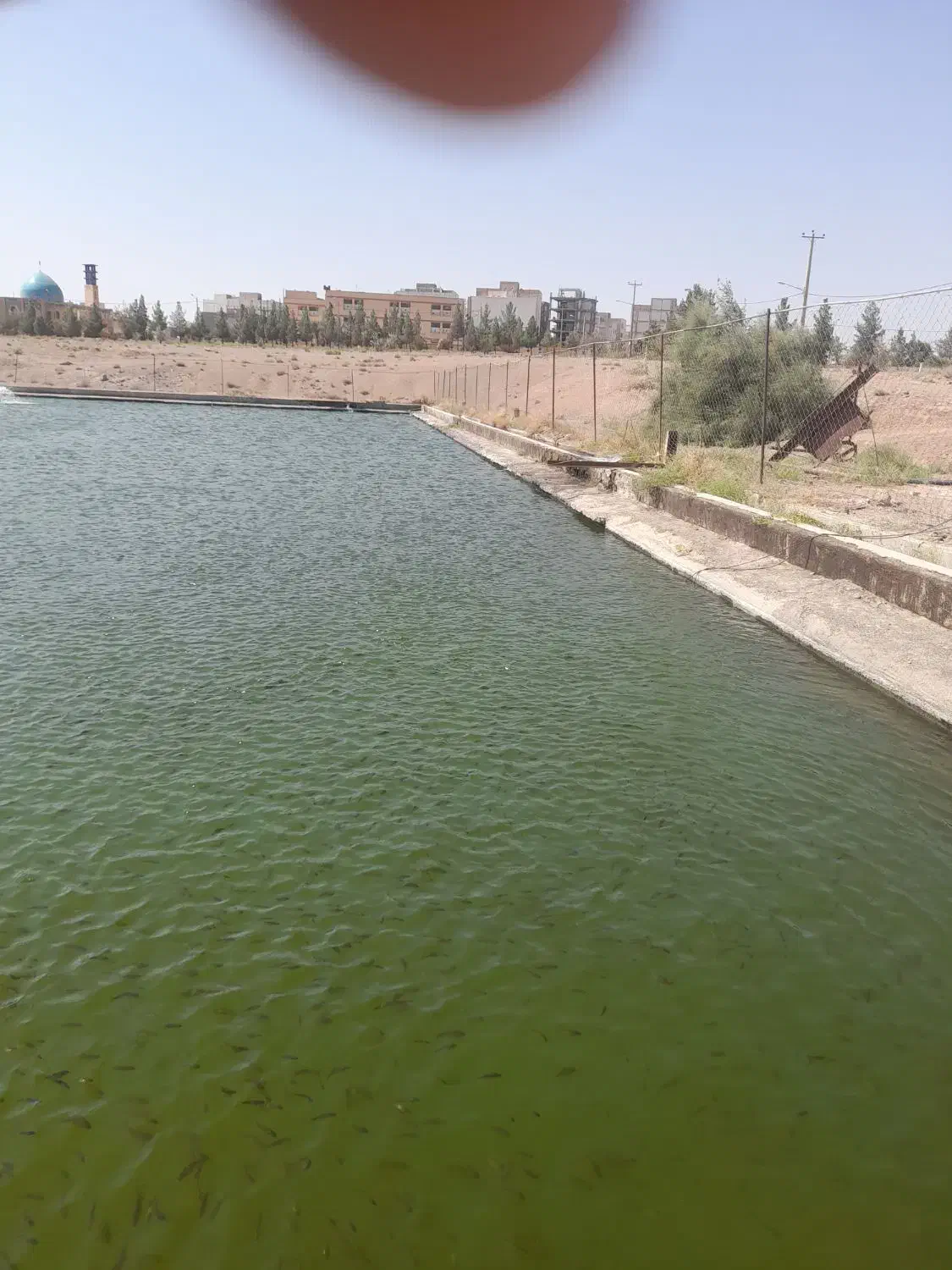 بچه ماهی کپور|ماهی|سبزوار, دانشگاه آزاد|دیوار