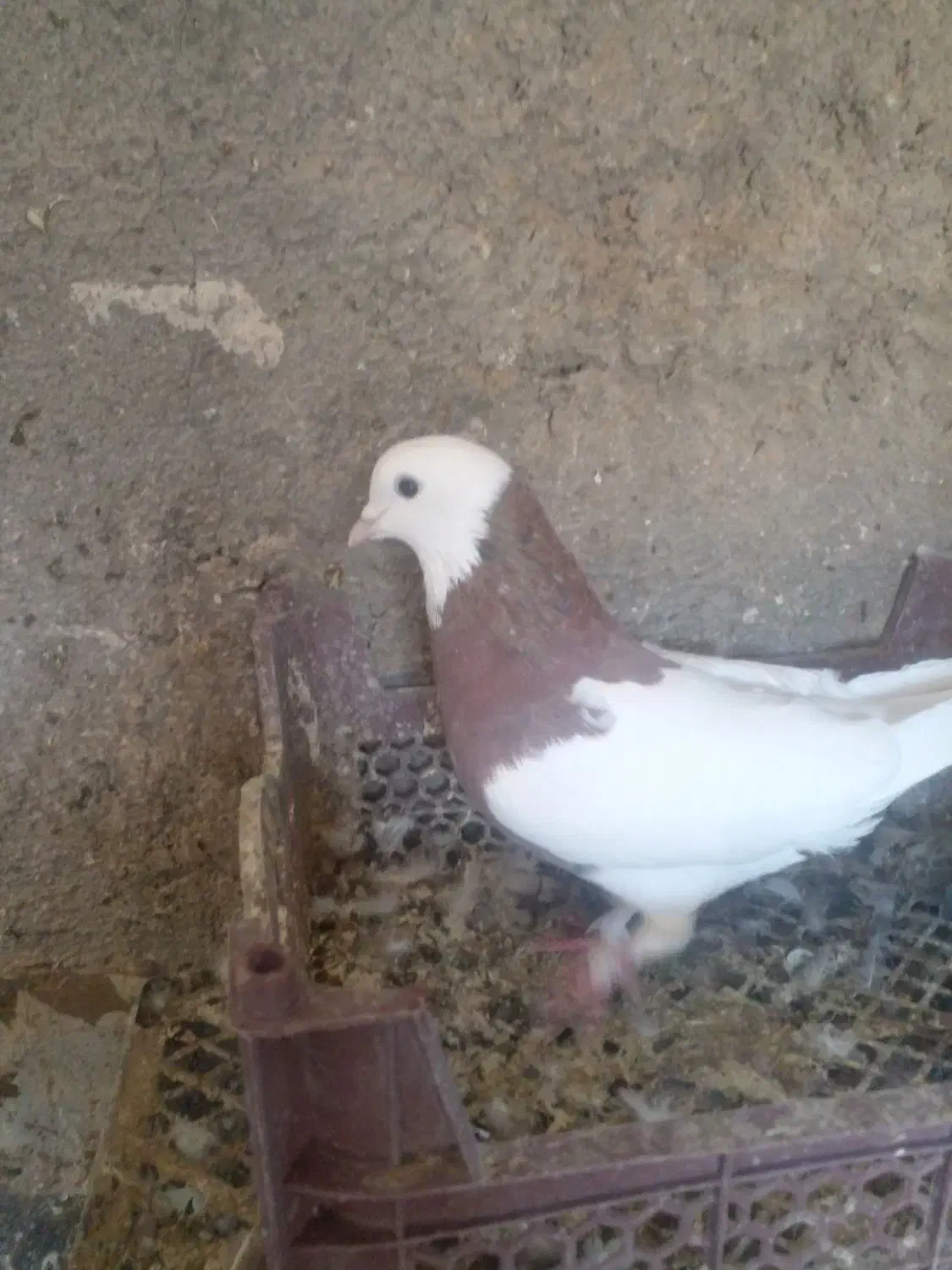 اسباب بازی|اسباب‌بازی بچه|زابل, |دیوار