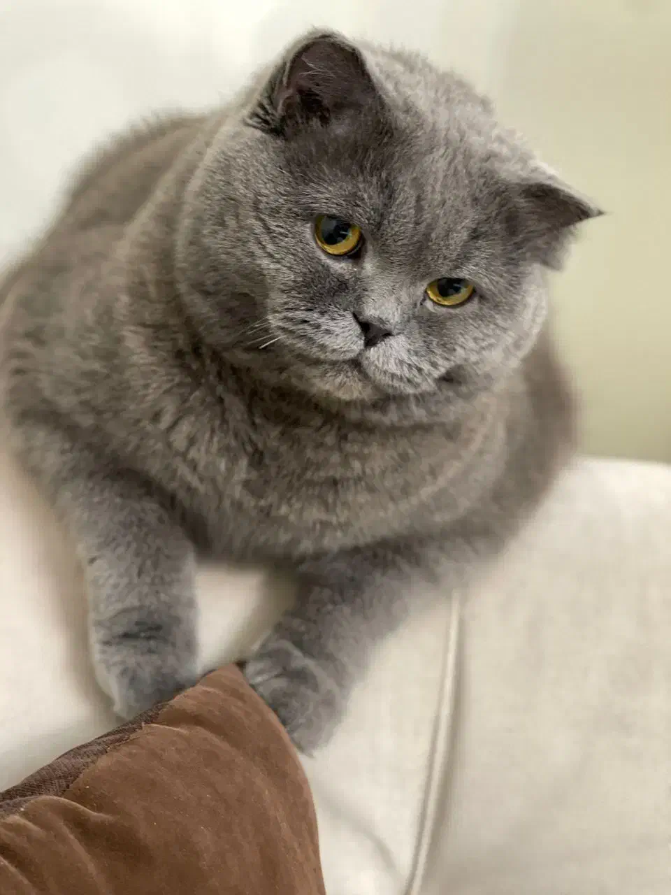 اسکاتیش بلو آنفولد 2ساله|گربه|تهران, قزل قلعه|دیوار