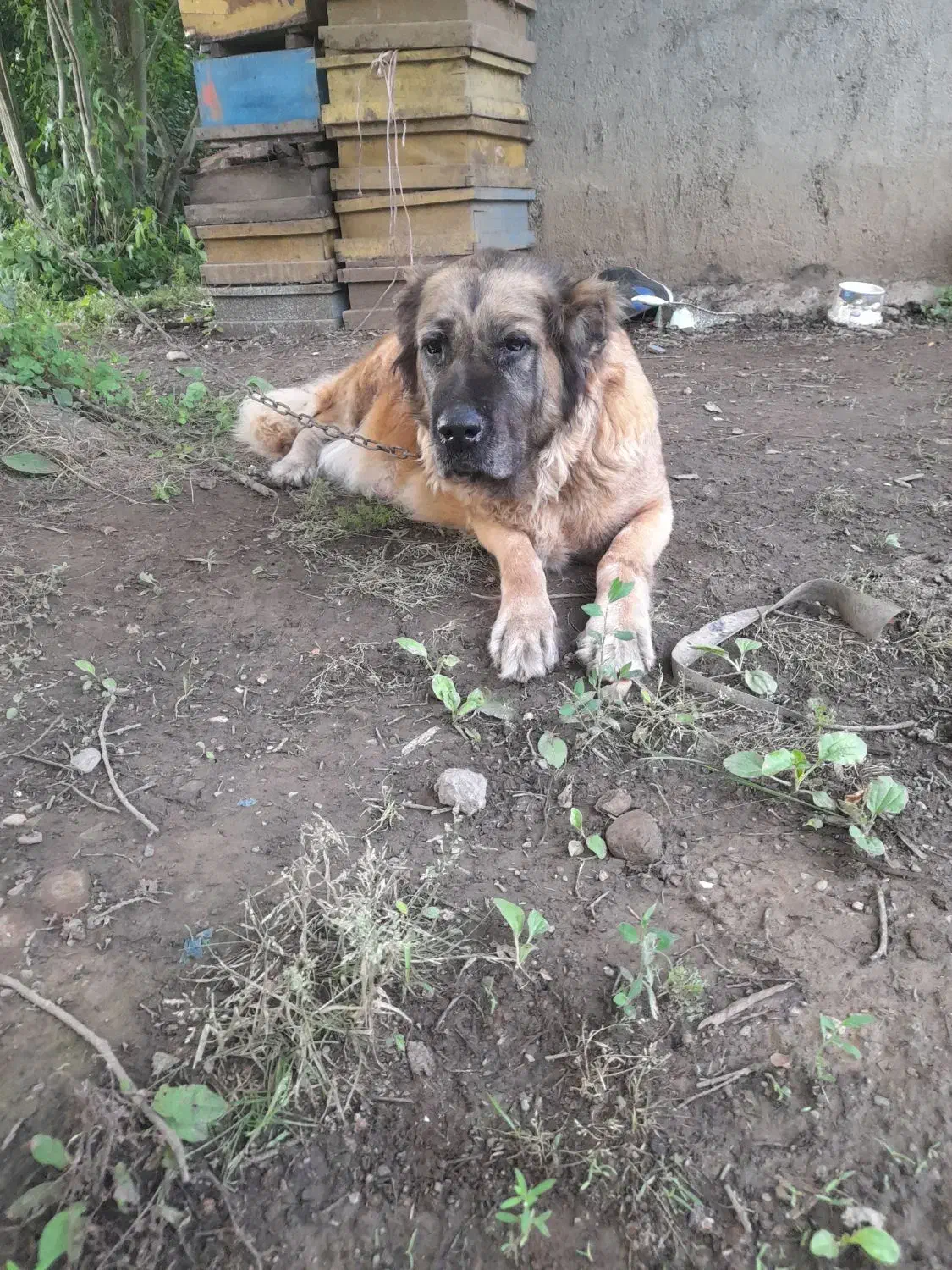 سگ سراب نر و ماده ذات قدیم.|سگ|رشت, حومه رشت|دیوار