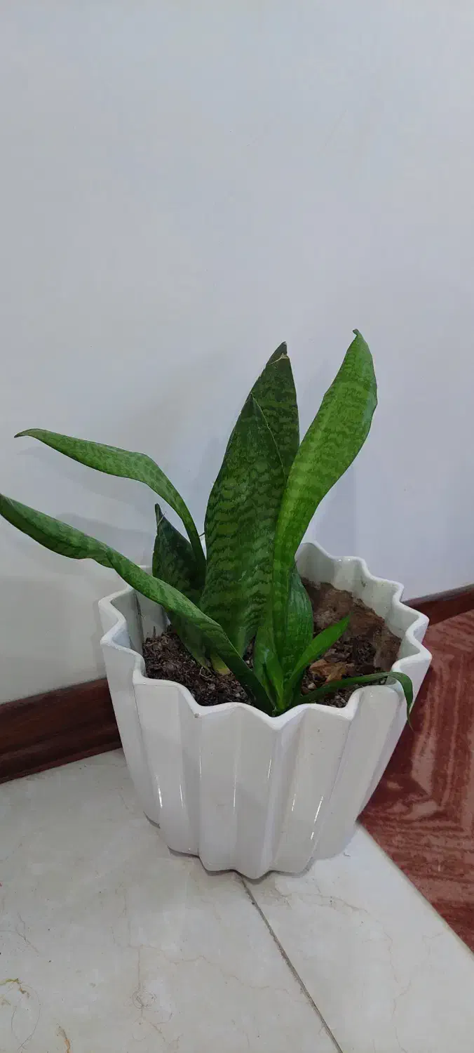 گلدان  و گل گیاه آپارتمانی|گل و گیاه طبیعی|اهواز, کوی باهنر|دیوار