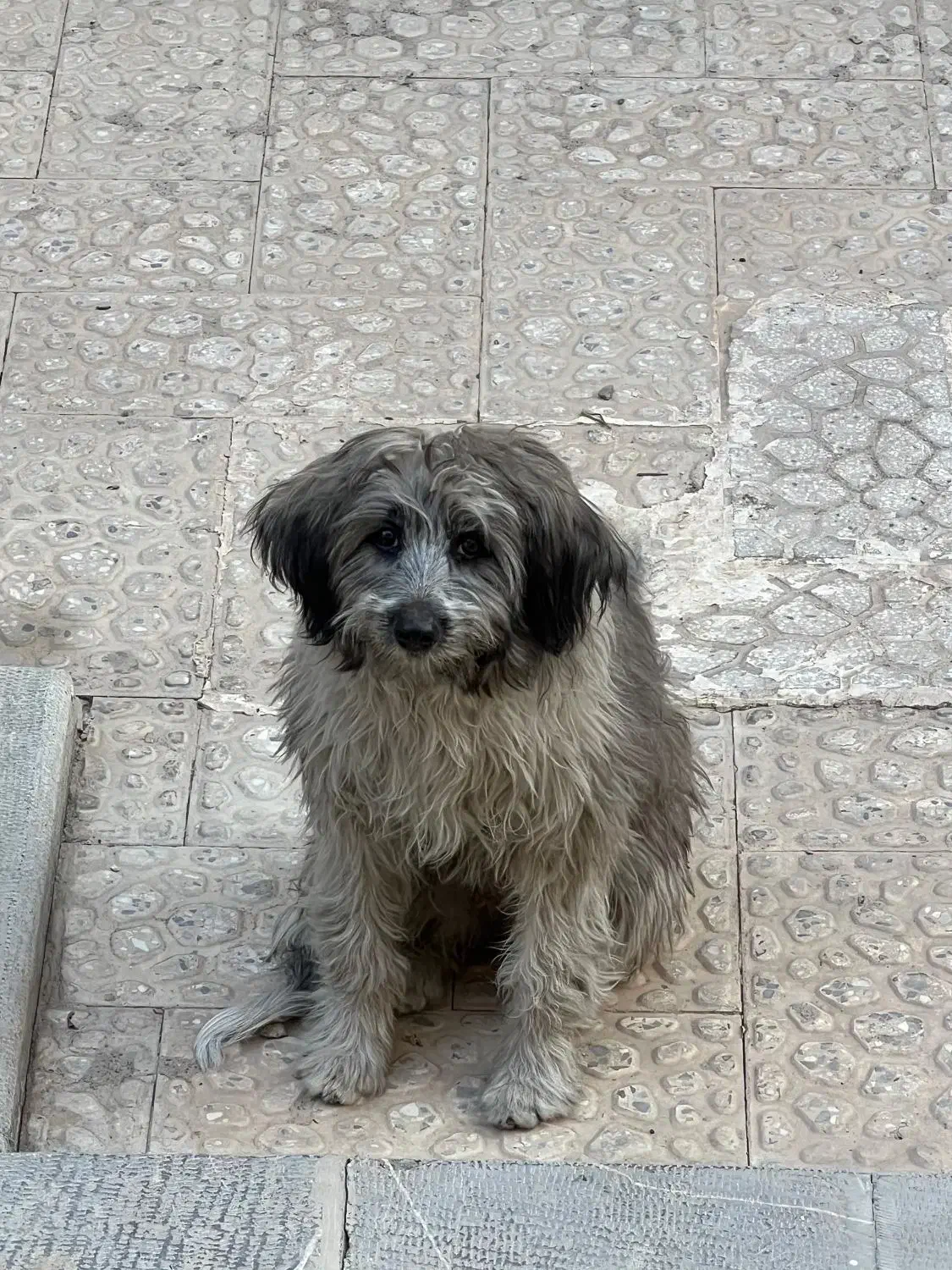 واگذاری سگ پاپی|سگ|اصفهان, پوریای ولی|دیوار