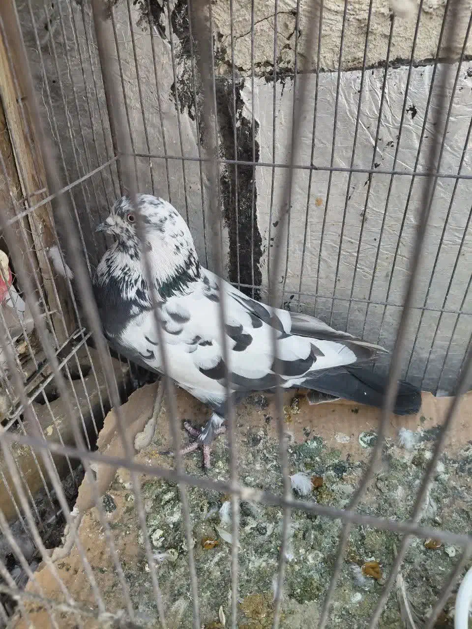 کبوتر|پرنده|تهران, ائمه اطهار|دیوار