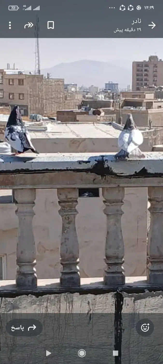 کبوتر|پرنده|صدرا-فارس, فاز ۱|دیوار